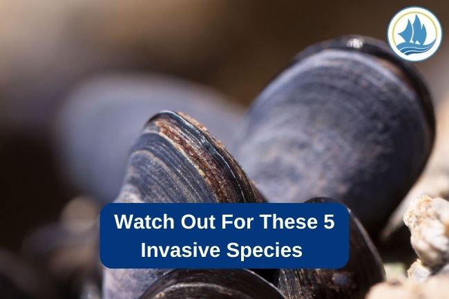 Watch Out For These 5 Invasive Species 